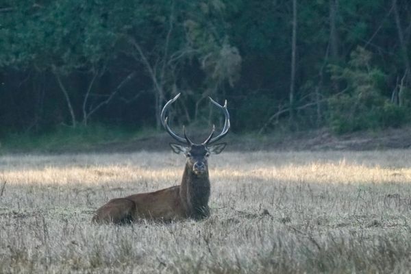 A la tombée de la nuit, le cerf rejoint ses biches et défend son territoire en poussant de longs cris rauques.