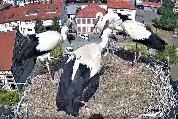 Une pétition est en ligne pour la protection des cigognes de Sarralbe (Moselle) et l'annulation des feux d’artifice du 14 juillet.