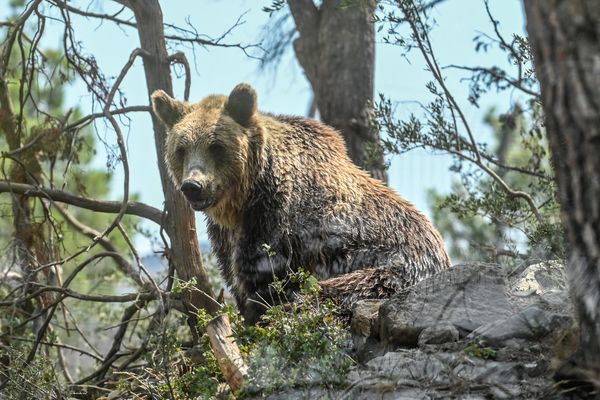 La présence d'un ours a été signalé près d'un itinéraire de randonnée en Ariège, un appel à la prudence lancée par une association.