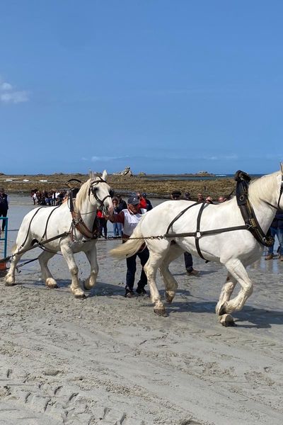 Chevaux de trait à Cléder, dans le Finistère, pour la compétition de traction de goémon de la Route du trait