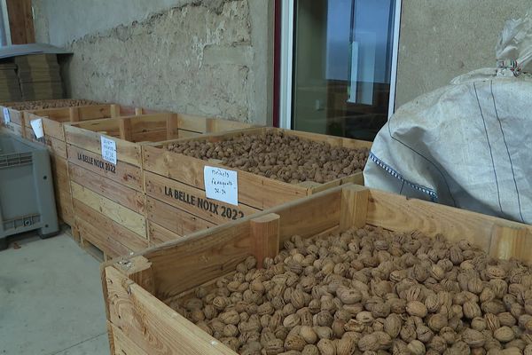 Les producteurs de la noix de Grenoble en difficulté pourront demander une aide exceptionnelle, après deux saisons compliquées.