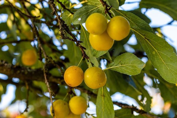 Le fruit d'or de la Lorraine, la mirabelle