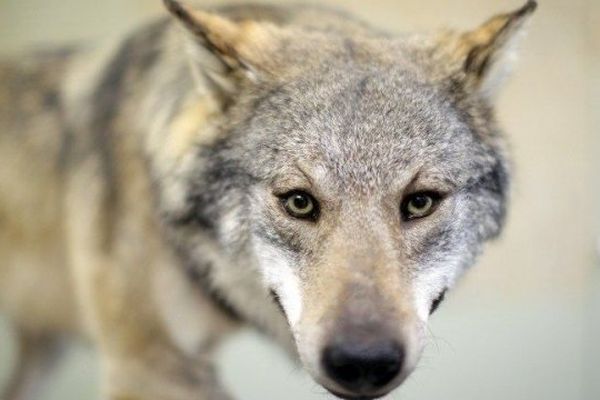 Trois loups ont été prélevés en trois jours dans les départements des Alpes du Sud.