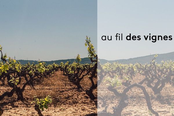 vignoble de nos régions