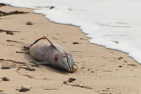 Image d'illustration, dauphin échoué sur une plage 