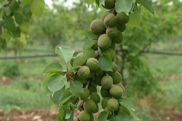 Dans les vergers de Thuir (Pyrénées-Orientales), les abricots, les pêches et les cerises pâtissent d'un printemps pluvieux et froid.