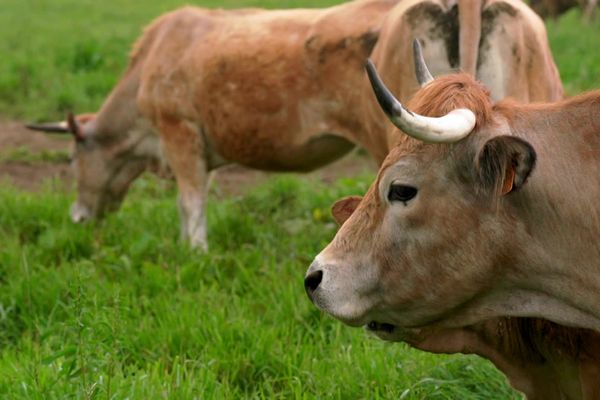 La guerre et la crise mettent en péril notre modèle agricole. Le bio peut-il nous aider à conserver notre sécurité alimentaire ?