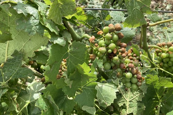 La météo de ces prochains jours sera déterminante pour donner une chance à cette vigne des Riceys (Aube) de cicatriser.