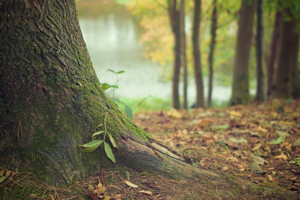 De nombreuses forêts de la région sont classées sites Natura 2000