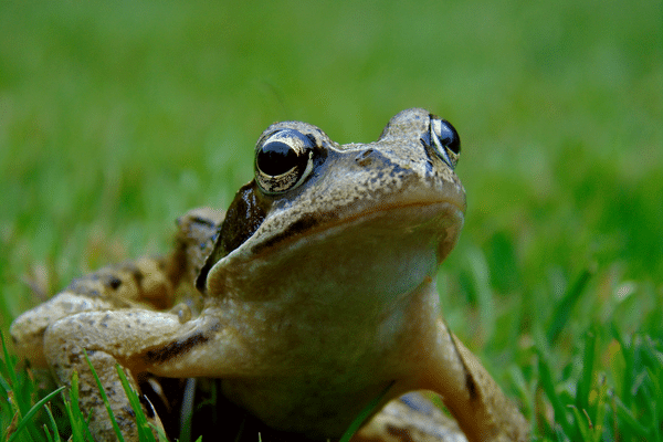 Les grenouilles et autres amphibiens sont sensibles à leur environnement et sont menacés par le dérèglement climatique.