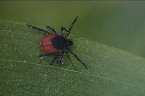 Voici la coupable : la tique. Un insecte qui vit dans les hautes herbes et les bois. Sa piqûre, si la tique est infectée, peut provoquer la maladie de Lyme. Une maladie infectieuse qui peut entraîner de très graves lésions cutanées, articulaires et neurologiques.