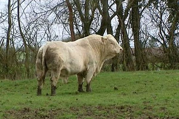 Un taureau charolais 