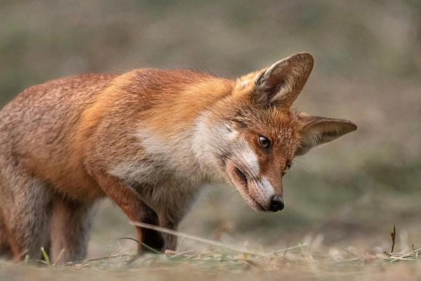 Jeune renard en liberté dans l'objectif de Pierre Feynie.