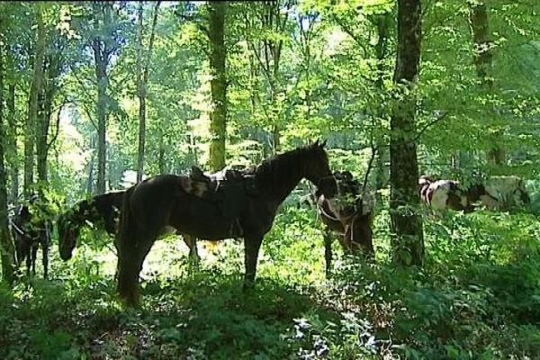 Voies du sel dans le Jura : chevaux à l'ombre sous les arbres