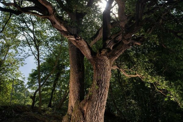 Avec une envergure de 18 mètres, le chêne de Zutkerque compte enchanter le jury de l'Arbre de l'année.