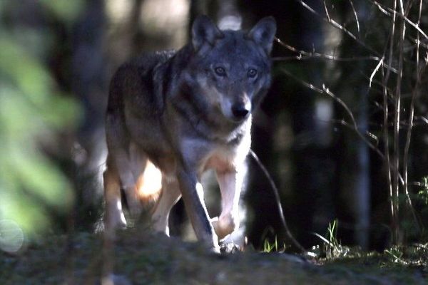 Loup dans le parc du Mercantour (Archives)