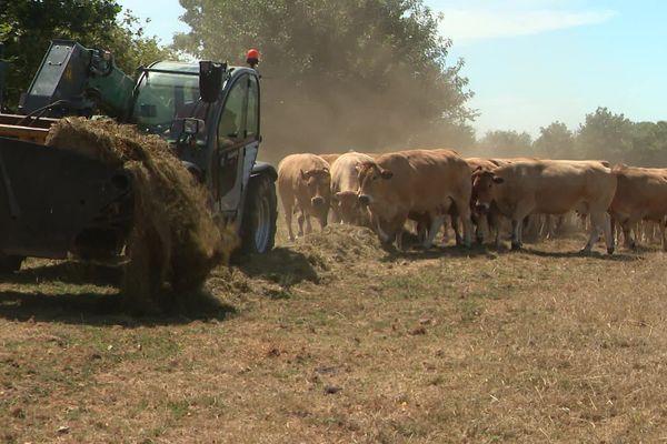 La sécheresse, qui assèche les prairies et offre moins d'herbes aux bêtes, est une préoccupation majeure des agriculteurs qui veulent conserver leur label AOP-AOC.