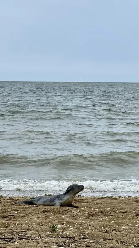 Un bébéphoque déplacé par un promeneur dans l'estuaire de l'Orne avait perdu le contact avec sa mère alors qu'il est en cours de sevrage