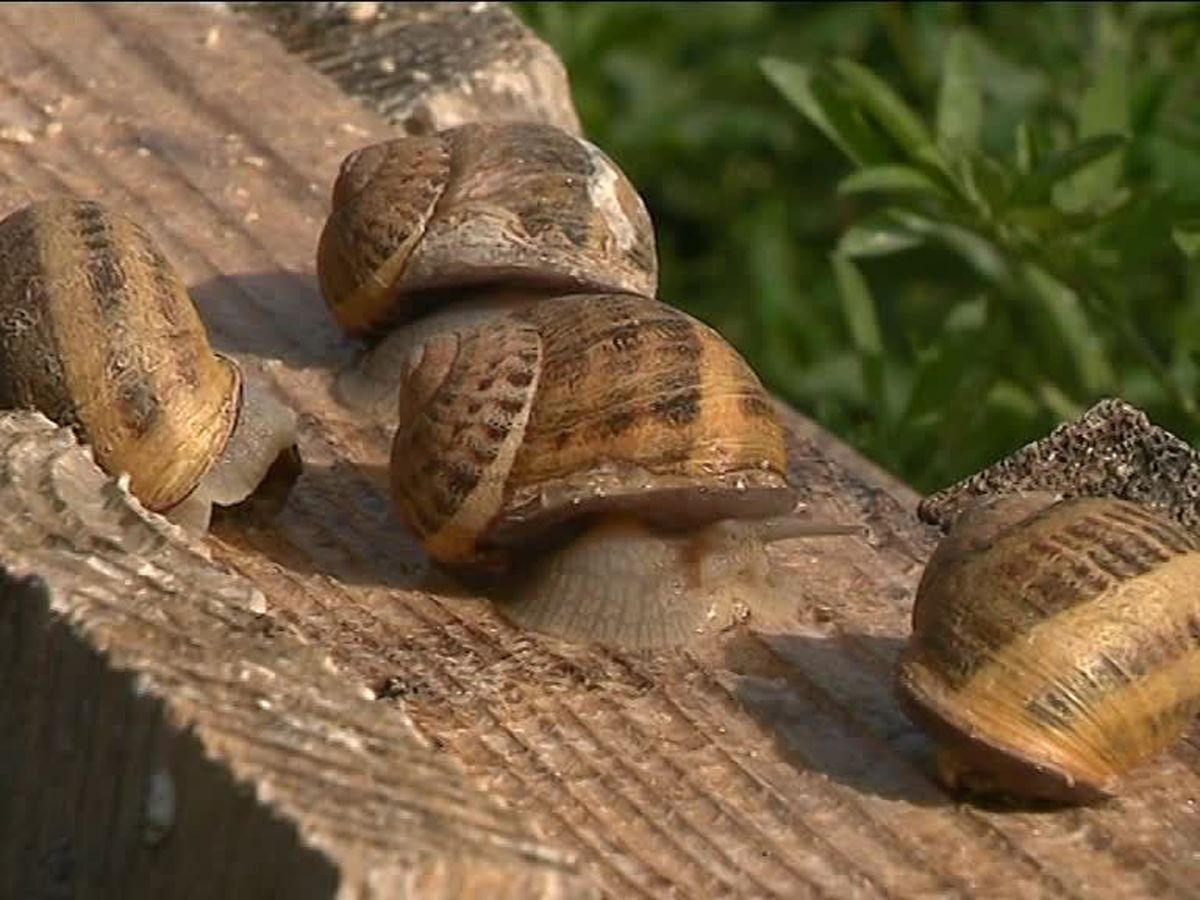 Roquevaire La Ferme Aux 0 000 Escargots