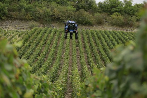 Une machine à vendanger dans le Chablisien, dans l'Yonne