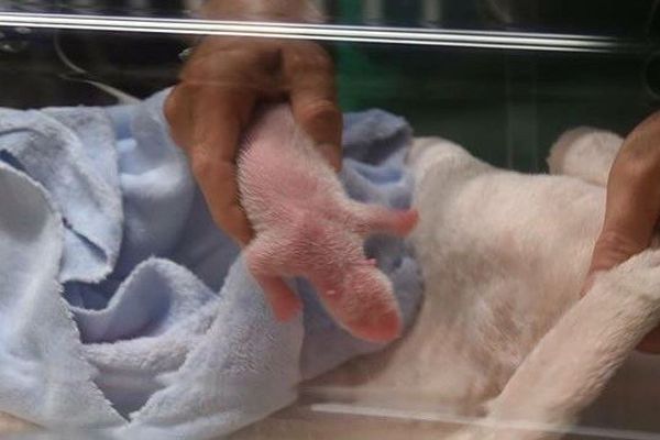 L’image impressionne, à peine plus grand qu’une main, voici le bébé panda tant attendu.