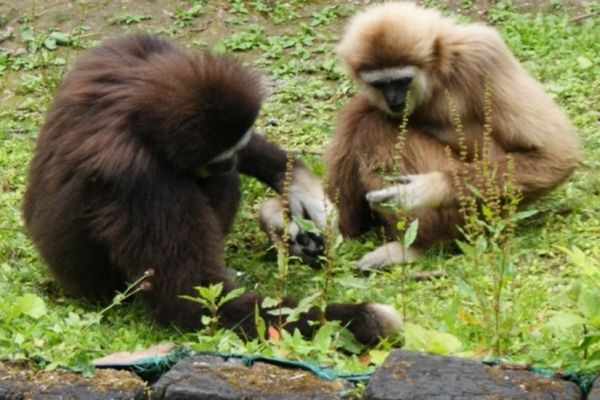 Un gibbon s'est échappé de la Vallée des singes du zoo de Lille samedi