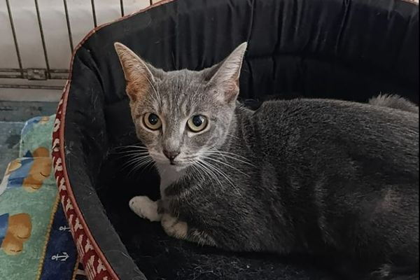 Cette chatte a été retrouvée dans un sac-poubelle jeté par une conductrice sur le bord de la route.