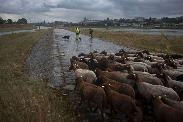 brebis solognotes en bord de Loire, à Blois