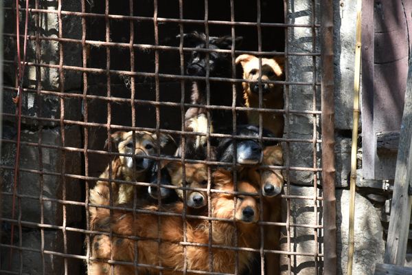 Certains chiens s'entassaient derrière des grilles