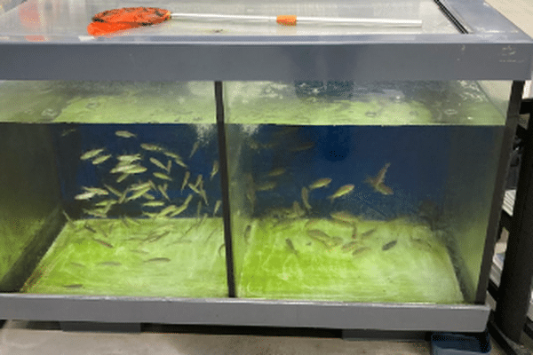 Exemple de vente de poissons dans un magasin Decathlon, destiné à la pêche au vif.