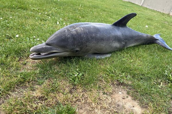 Ce dauphin, d'abord échoué sur les galets de la plage, a été déplacé sur l'herbe.