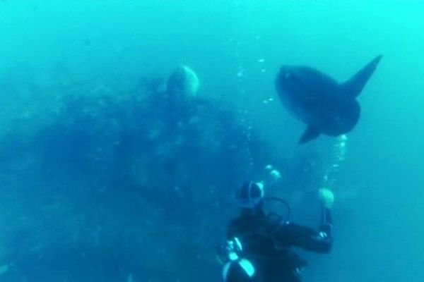 Le poisson lune, impressionnant mais inoffensif