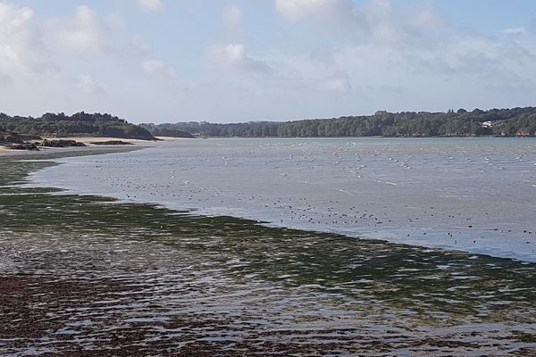 L'automne est bien là, avec l'arrivée des oies Bernache à Saint-Jacut-de-la-mer (22)