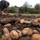 Ce maraîcher des Côtes-d'Armor met des petites parcelles de terre cultivées à disposition des particuliers passionnés de jardinage