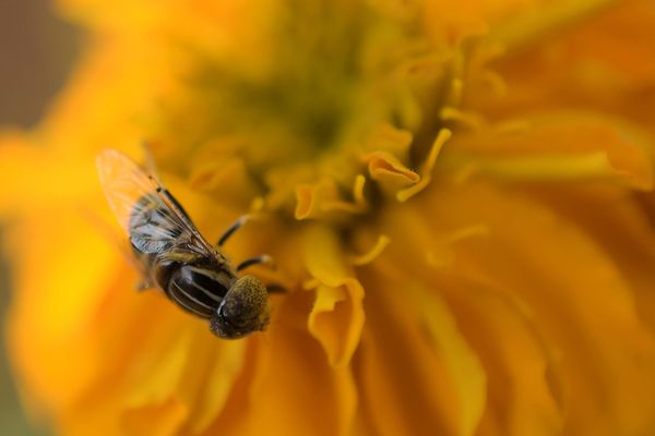 Les mauvaises conditions météo de l'hiver et du printemps ont impacté cette année la nourriture des abeilles. Et donc la récolte de miel.