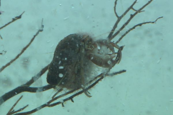 La station biologique de Roscoff abrite une très grande collection de cultures d'espèces