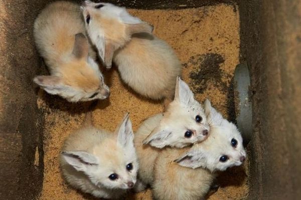 Parmi les nouveaux pensionnaires du zoo de la Palmyre cet hiver, 5 bébés fennecs nés à l'automne. 