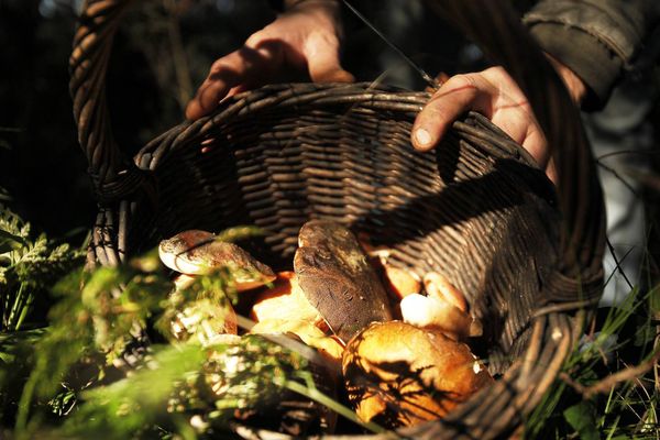 La saison des champignons a commencé, mais attention à ne pas vous égarer !