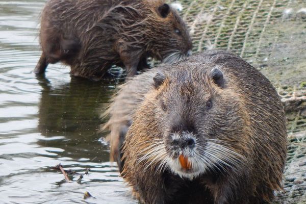 Flandres Les Rats Musques Envahissent La Region