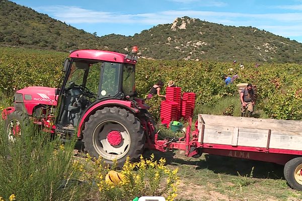 A 700 mètres d'altitude, sur la commune d'Arboussols dans les Pyrénées-Orientales, les vendanges commencent ce 21 septembre 2021. Le raisin est généreux et la récolte a beaucoup moins souffert de la sécheresse que dans les plaines du Roussillon.