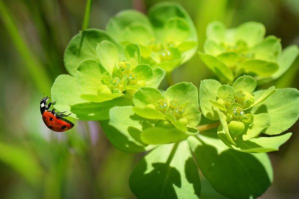 Coccinelle