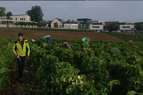 Le vignoble du Clos de la Chaînette appartient au CHS d'Auxerre. Il est situé dans son enceinte en plein centre-ville