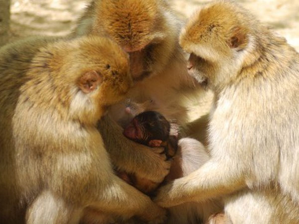 Romagne 86 Naissance De 2 Bebes Magots A La Vallee Des Singes