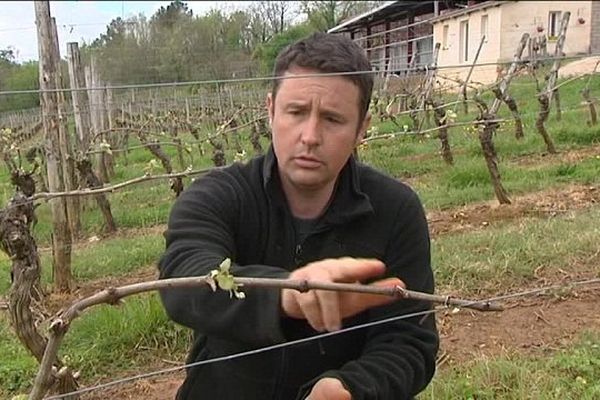 Chez ce viticulteur, un 1/3  du vignoble a été touché