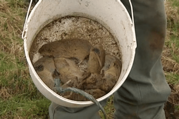 Les Rats Taupiers Ennemis Publics N 1 Dans Le Massif Central