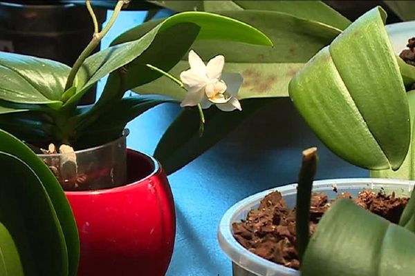 Un couple albigeois au chevet des orchidées mal en point. 