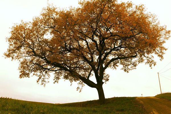 La transformation d'un arbre chaque automne de sa vie.