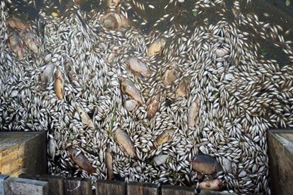 Des milliers de poissons gisent à la surface du plan d'eau du Brueil, à Bourbon-Lancy (Saône-et-Loire).