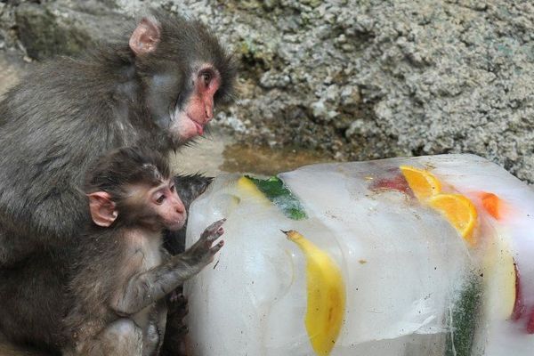 Des macaques japonais devant un bloc de fruits congelés au zoo de Sendaï Yagiyama pour les aider à supporter la vague de chaleur qui frappait le Japon le 14 août dernier