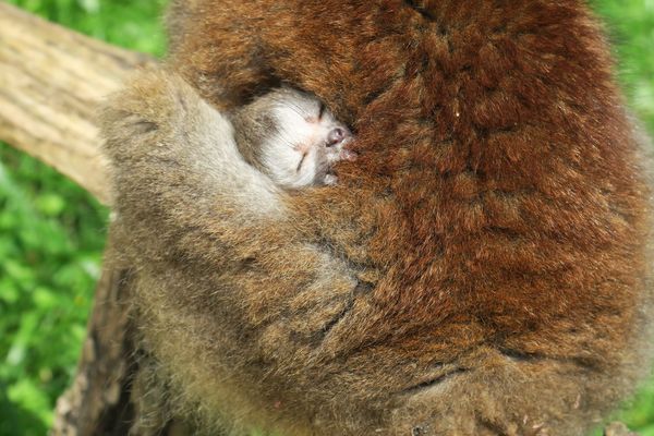 L'un des deux bébés makis couronnés accroché à sa mère.